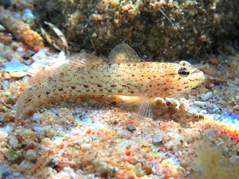 Gobius incognitus (M. Kovacic and R. anda, 2016) vs. Gobius bucchichi (Steindachner,1870)